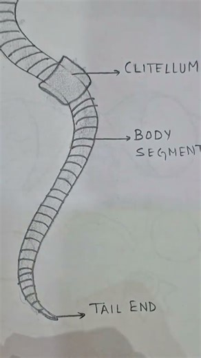 Earthworm - Phylum Annelida #kingdomanimalia #biology #MaamSaddaf