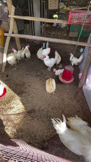 White leghorn #chicken #poultry #whiteleghorn #farmtips