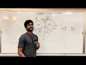 MCAT General Biology, Chapter 7- The Cardiovascular System