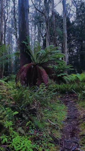 Mount Donna Buang #Victoria #Australia #outback #bushwalk #nature #asmr #travel #outdoors #hike
