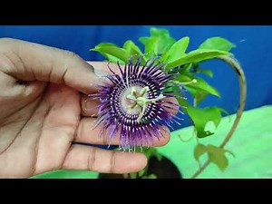 How to care passion flower Krishna kamal