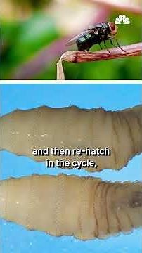 What is a new world screwworm? | NBC4 Washington