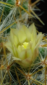 Download Cactus flower blooming vertical time lapse video. for free
