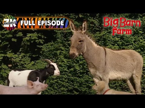 Lost Piglet Mystery! - Big Barn Farm - Farm Animals