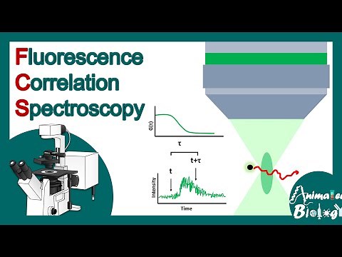 fluorescence correlation spectroscopy | FCS | How does FCS work? | Biological applications of FCS