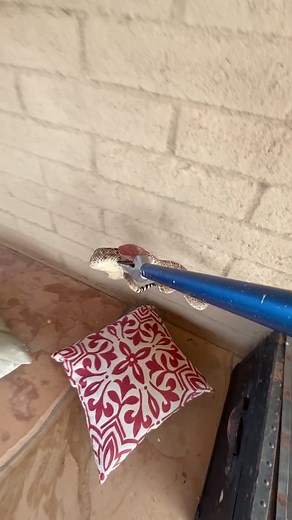 Rattlesnake Awareness: Understanding Arizona's Venomous Serpents