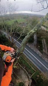 80K views · 1.6K reactions | My favourite job from of last year #tree #climb #knots #rope #work #outdoors #rigging #chainsaw #ropeaccess #hustle | Perry trees | Facebook