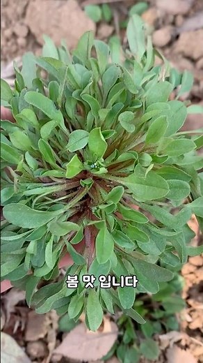 봄이면 밭둑에 파란 별처럼 피는 이 꽃… 꽃마리 이야기