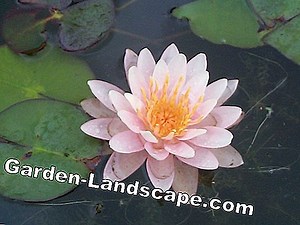 Garden Practice: Pond Plants For Every Water Depth - My Beautiful Garden | 2025