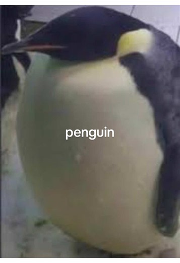 King Penguin Screamo: Penguin Her Words Skill Showcase