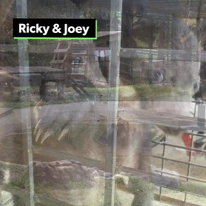 39K views · 30K reactions | Innocent bear cubs are torn from their mothers, their homes, and the wild life they deserve. Smuggled into a world of pain, they face endless suffering—trapped in cages, exploited and abused. But you have the power to rewrite their fate. Please, will you send an urgent donation today to help save bear cubs? | Animals Asia | Facebook