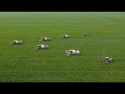 Seven Units Detasseling Corn in Central Illinois