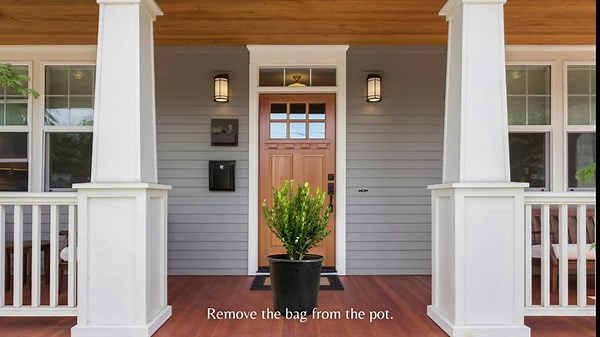 First Editions 2 Gal. Openin Day Viburnum Shrub