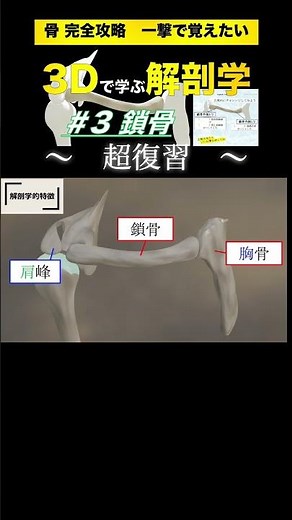 一撃で覚えたい！鎖骨★超復習 【3Dで学ぶ解剖学】 #解剖学 #体表解剖 #鎖骨