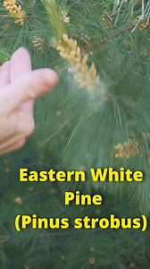 238K views · 6.4K reactions | Pine Pollen has testosterone and other vitamins and minerals. #foraging #pinepollen #pollen #allergies #pine #Trees | Son of a Bear Herbs | Facebook