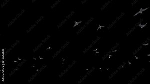Seagulls flying against transparent background, Alpha PNG, 4K