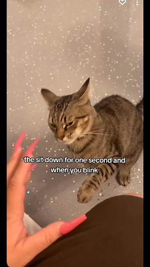 The Tabby Cat #tabby #catfacts #reelsfypシ | Cat Videos Hub