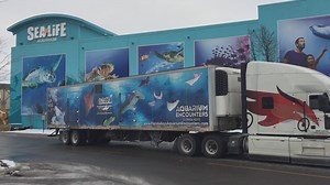 3.3K views · 23 reactions | Wave goodbye  as some of our fishy friends head to their new home at SEA LIFE Aquarium New Jersey! Here's a behind-the-scenes look at how our marine biologists transport sea creatures.  | SEA LIFE Aquarium | Facebook