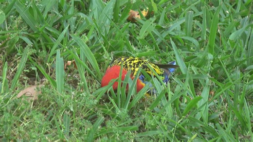 An Eastern Rosella eating what looks like green bindis? | Northern Rivers Area, Birds & Wildlife Photos & Videos by Alexandra Wilson