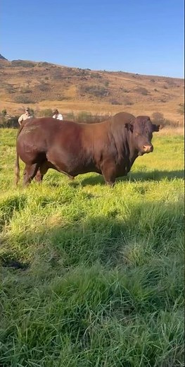 Bonsmara Bull | STUD SIRE