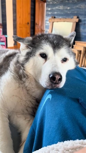 Just so needy!🥰💖. - 7427494248783564064_fix_001 #je... #husky #dog #needydog #needyhusky #jealoushusky | Aurora Ortiz