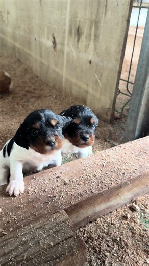Primeros pasos !!#epagneulbreton #cachorros #breton #caza