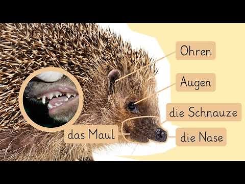 The hedgehog – appearance and behavior simply explained | sofatutor