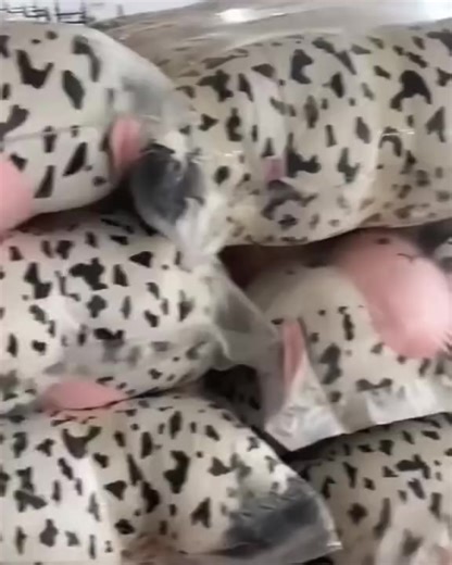 6.1K views · 21 reactions | Cow Pillow  | BD Online Teddy & Accessories Shop | Facebook