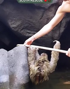 48 reactions · 4 comments | Great rescue of a soggy sloth! 珞 Love the little smile at the end. So adorable. ❤ . . . . . Follow @sharesloth for more. . . Video credit : @thedodo . . #sloth #sloths #slothsofinstagram #slothlife #slothlove #costarica #cute #slothlover #babysloth #animals #love #art #nature #slothsquad #slothmemes #animal #slothnation #wildlife #slothy #happy #illustration #slothart #slothbaby #travel #handmade #sharesloth | Sharesloth | Facebook