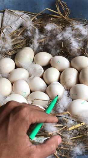 Tutorial penetasan maksimal indukan entok 😄🦆🦆🐣🐣 #entokjumbo #fbpropemula #entok #bebek | NSB FARM