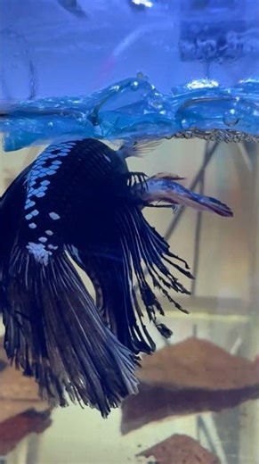 Betta Spawning Moment 🫧🐟 Male Collects the Eggs