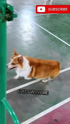 “Doggy Balloon Blast Challenge 🎈 | Color Explosion Fun with Cute Dogs!”#DogBalloonBlast #FunnyDogs