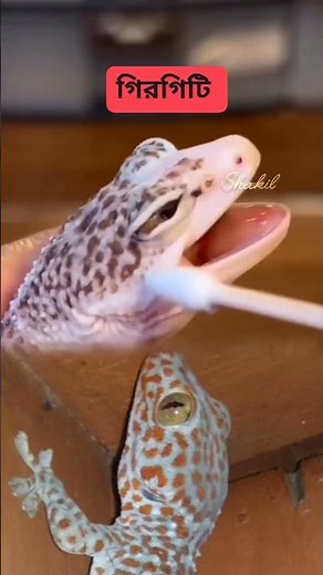 Treating a Sick Leopard Gecko’s Eye! 🦎 (Pet Care Guide)