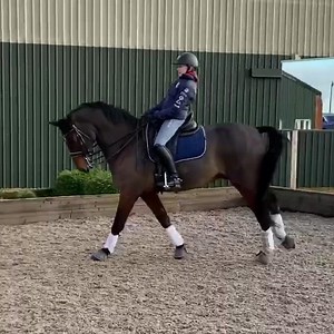 34K views · 1.1K reactions | Last week Ibisco won the Psg 71.5% with Rebecca at Vale View High Profile... today teaching our 11year old daughter Ruby the ropes 濾 Please let us win the lottery so we can buy Ibisco for Ruby  This stunning horse is being offered for sale so please contact Rebecca on 07768918706 if you’d like more info about him x | Hughes Dressage | Facebook