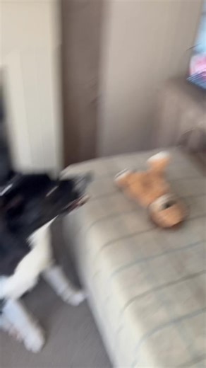 Me singing to Barney again | Stephen Kelleher