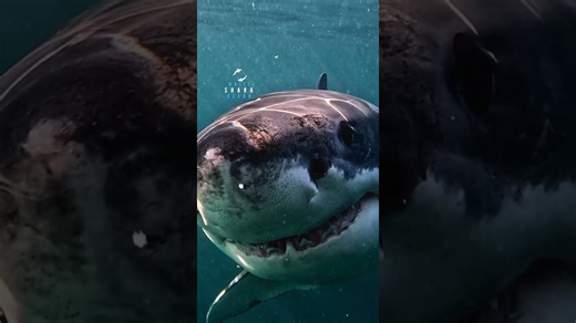 Great white shark uses ampullae of Lorenzini