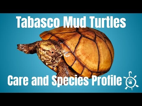 Tabasco Mud Turtles: The Turtle World’s Best-Kept Secret