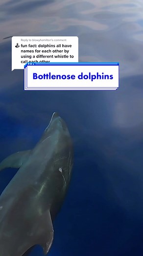 Dolphin Mating Behaviors Explained