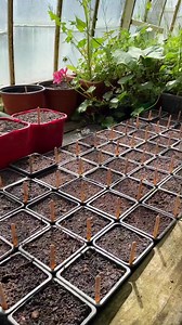 38 reactions · 3 comments |  Semis d’une quarantaine de variétés de...