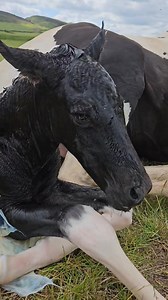 53K views · 4K reactions | Sweet little Mary has given birth to this stunning colt. She decided to have a daytime birth outside and without complications, she is a fantastic mother to her boy 殺 Sire is a Friesian named Thomas H who is a successful dressage stallion in England. | Friesians Scotland | Facebook