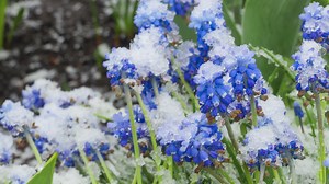 Download Spring flowers in the garden for free