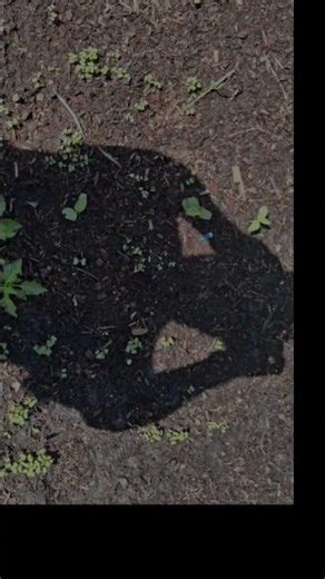 Orland food forest succession planting
