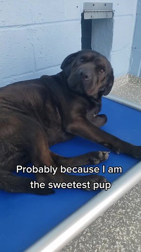 Meet Britton: A Sweet 3-Year-Old Shar-Pei Mix Ready for Adoption!