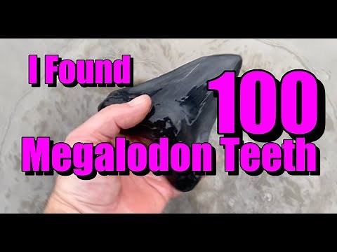 100 Megalodon Teeth Found Near Charleston South Carolina