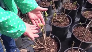 Weather Wise: Spring Planting