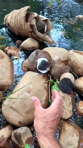 Discover the Magic of Balli Bot Mogis