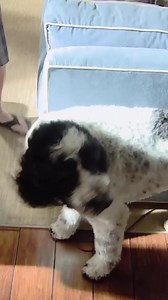 What do you do if your dog grabs everything? Is one correction enough? What happens if they swallow something dangerous? It's important to make sure we institute the right habits early on so that behaviors later in life can be managed! #dogtips #dogtraining #dogsofinstagram | Cesar Millan