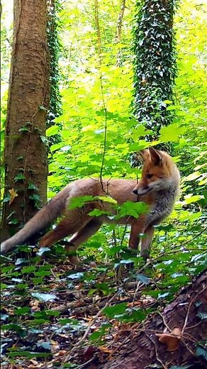 Red fox & red squirrels 🌳🌿 #fox #foxes #nature #wildlife #forest