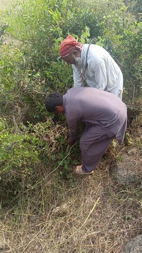 Uprooting Shrubs in Rural South Asia