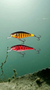 48 reactions | The iconic Executor range expands with the addition of two bolder colours, so you have more options to entice fish into striking  Red Wake and Natural Perch will fire them up into a feeding frenzy ❤️ ☑️Two new colours: Natural Perch and Red Wake ☑️Proven action and fish catching ability ☑️Floating models ☑️Available in four sizes: 5, 7, 9 and 12cm #salmo #salmolures #lurefishing #fishinglures | Salmo | Facebook